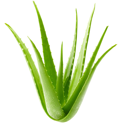 Aloe Master 10X Juice - Aloe Plant