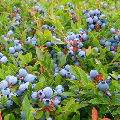 PurityBlueâ„¢ Blueberries